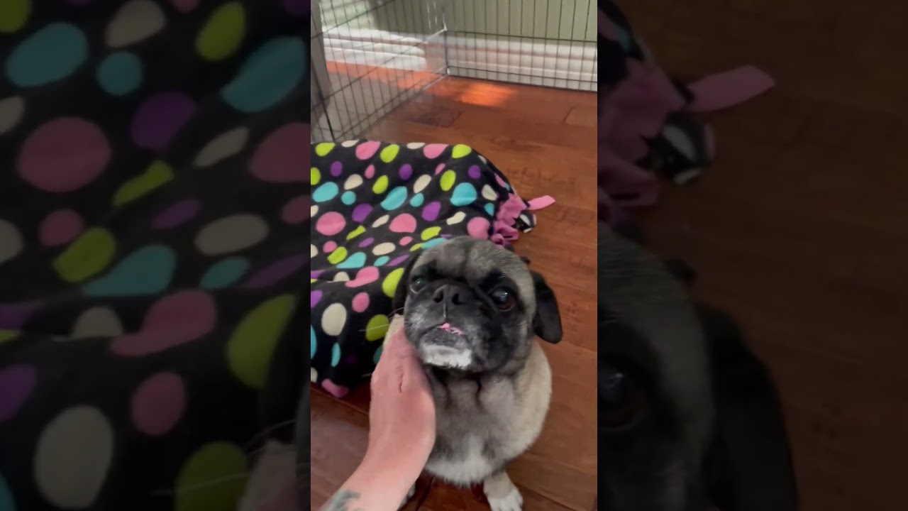 Capone, an adopted mixed breed in Murrieta, CA video 2/6