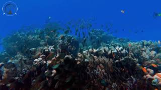 Relax Music - Fundo do Mar