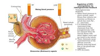 Regulation of GFR: autoregulation via myogenic mechanism Myogenic mechanism