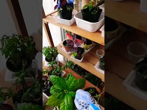 ディプラデニアに水をやる方法は？冬でもメンテナンスはどのくらい必要ですか？  庭園