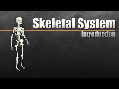 Introduction to the Skeletal System In 7 Minutes