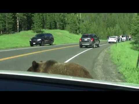 Yellowstone Grizzly Bear - "Attacks" Car