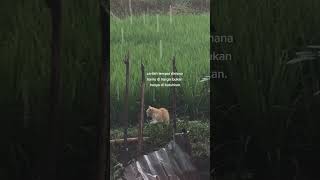Download lagu STORY WA LITERASI STORY WA SAD SRORY WA 0:10 KUCING YANG MALANG mp3