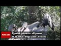 Wideo: Wypadek poloneza z alf� romeo