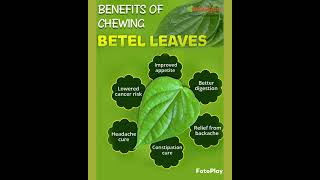 Download lagu manfaat daun sirih mp3 Download lagu manfaat daun sirih mp3