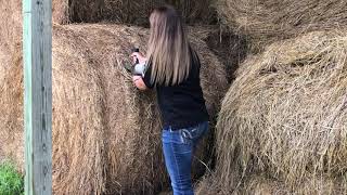 Forage Samples