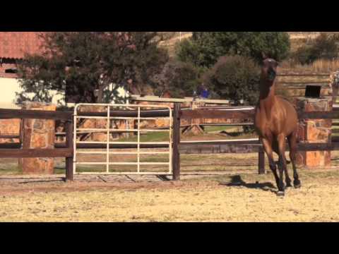 LOT 41 - EKS MAWARDA