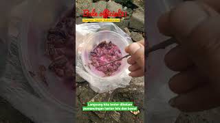 Download lagu Jangkrik mix susu kuku bima #umpan #mancingmania#strike mp3 Download lagu Jangkrik mix susu kuku bima #umpan #mancingmania#strike mp3