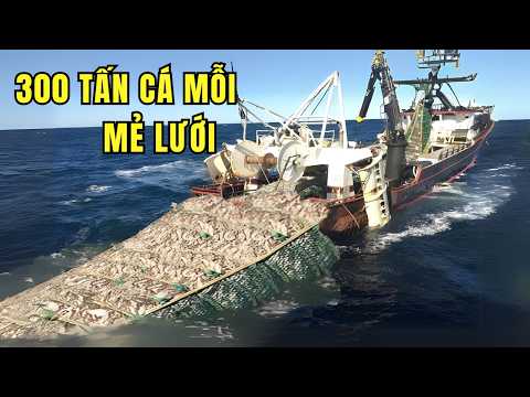 Bên Trong Siêu TÀU ĐÁNH CÁ Lớn Nhất Thế giới: Cơn Ác Mộng "Vét Cạn" Cả Đại Dương