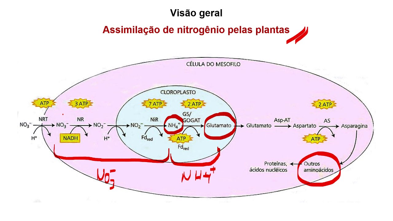 Metabolismo do Nitrogânio_15-3 (13:37)