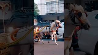 Download lagu Kuda yang Putih #shorts #short #shortvideo #kuda #healing #cfd mp3 Download lagu Kuda yang Putih #shorts #short #shortvideo #kuda #healing #cfd mp3