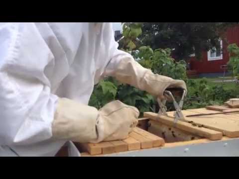 skörd ur topplistkupa på Edet i Svensbyn