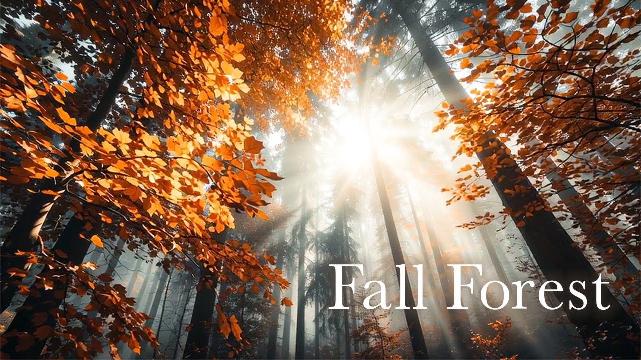 Fall Forest