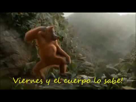 El changuito bailador