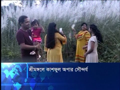 শ্রীমঙ্গলে কাশফুলের আপার সৌন্দর্য