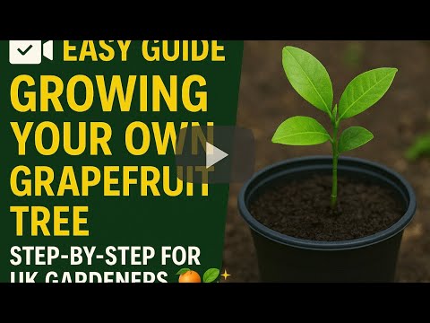 🎥 ✅ Easy Guide to Growing Your Own Grapefruit Tree 🍊 | Step-by-Step for UK Gardeners 🌿✨