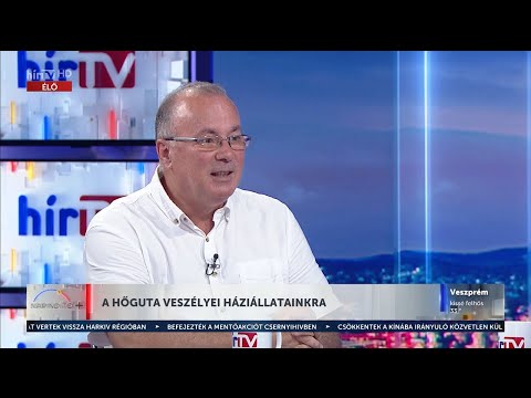 Napindító – A hőguta veszélyei háziállatainkra (2023-08-22) - HÍR TV