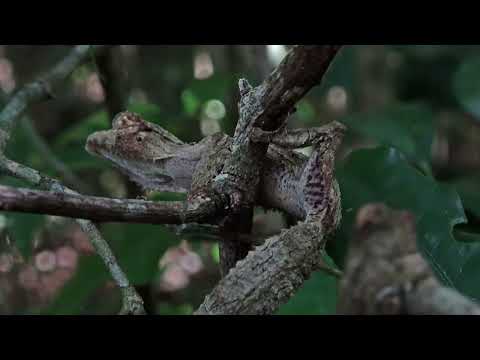 12. Montagne d'Ambre  (Madagascar 2022)