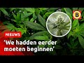 LEGAAL geteelde WIET en HASJ in Brabant | Omroep Brabant