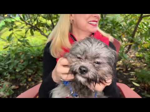 Pet CHEK: Young, small and healthy boy Marley is a unicorn dog - YouTube