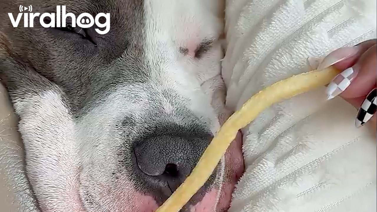 Dog in Deep Sleep Instantly Wakes Up When He Smells French Fries || ViralHog