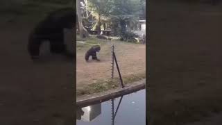 Gorilla Throws Water Bottle at Cameraman 😂🐒 #UnexpectedThrow