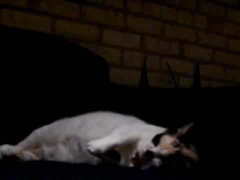 Kitty Lullaby (Song for a Cat)