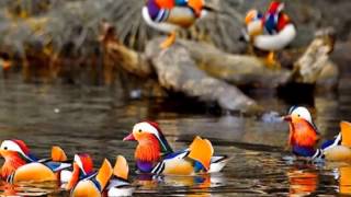 Juliana Hatfield 3- Feelin Massachussets