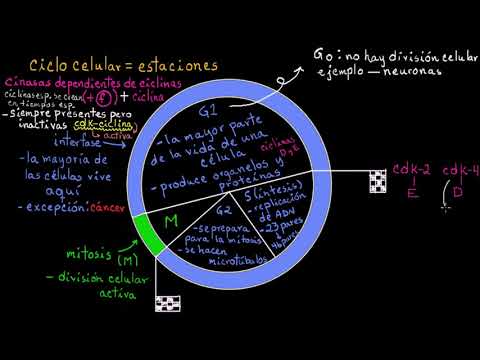 Cell Cycle Control | Khan Academy