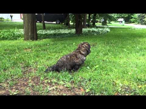 Dog Attacks Runner (With Love)