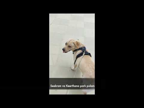 Procedure to go to park with Kris😄❤🐾