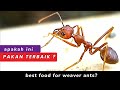 MAKANAN TERBAIK UNTUK SEMUT RANGRANG KROTO ️ ️