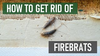 How to Get Rid of Firebrats [4 Easy Steps!]