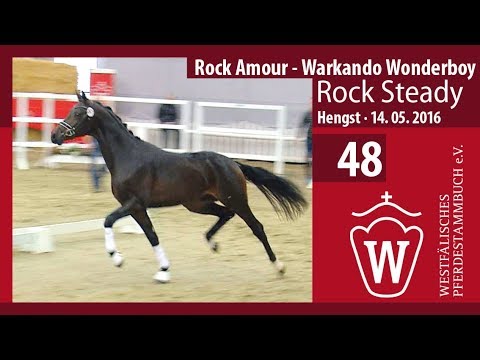 48 Rock Steady Hengst v. Rock Amour - Warkando Wonderboy