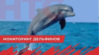 Экологи Севастополя хотят наблюдать за дельфинами в Черном море фото