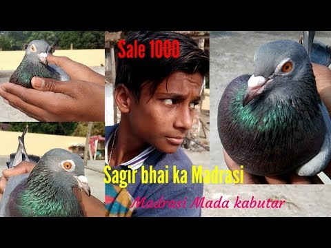 Madrasi kabootar "Sale" to day, limited time up to Saturday.  by Raza Photography & Technical Video