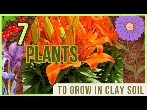 , title : '7 Plants for Clay Soil: Thrive & Flourish!'