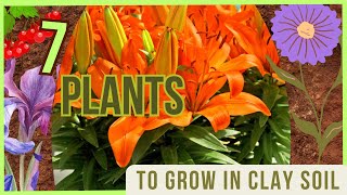 7 Plants for Clay Soil: Thrive & Flourish!