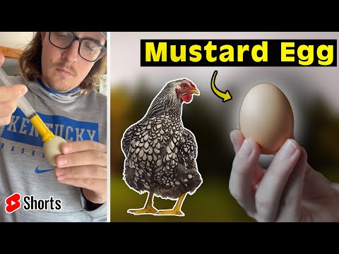 Do CHICKENS HATE MUSTARD? | THE TRUTH About How I Stopped Them From Eating Eggs