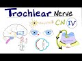 Trochlear Nerve 4th Cranial Nerve CN IV Superior Oblique Cavernous Sinus Syndrome Neuro