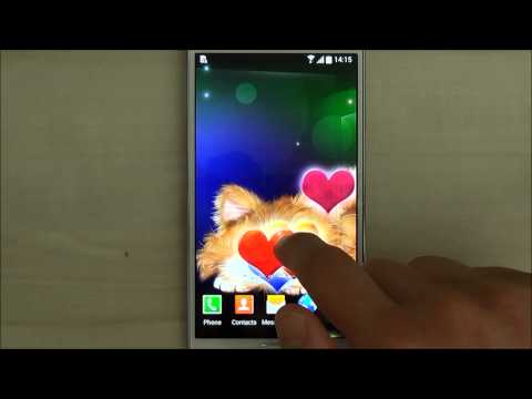 Funny Cat Live Wallpaper Video