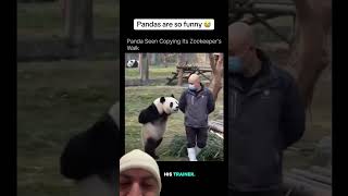 This panda is mimicking his trainer