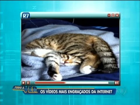 Tudo a Ver 27/08/2012: Sucesso da internet: gatinho dorme com as pernas por cima da cabeça