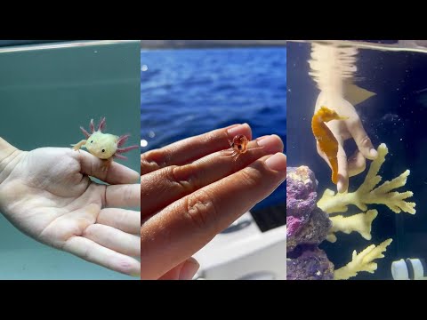 Kind Adoption#animals #wildliferescue #wildlife #lovestory #cute #rescue #adoption #love #funny