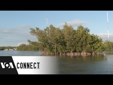 Protecting the Shoreline