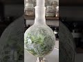 Lemongrass Steam Distillation