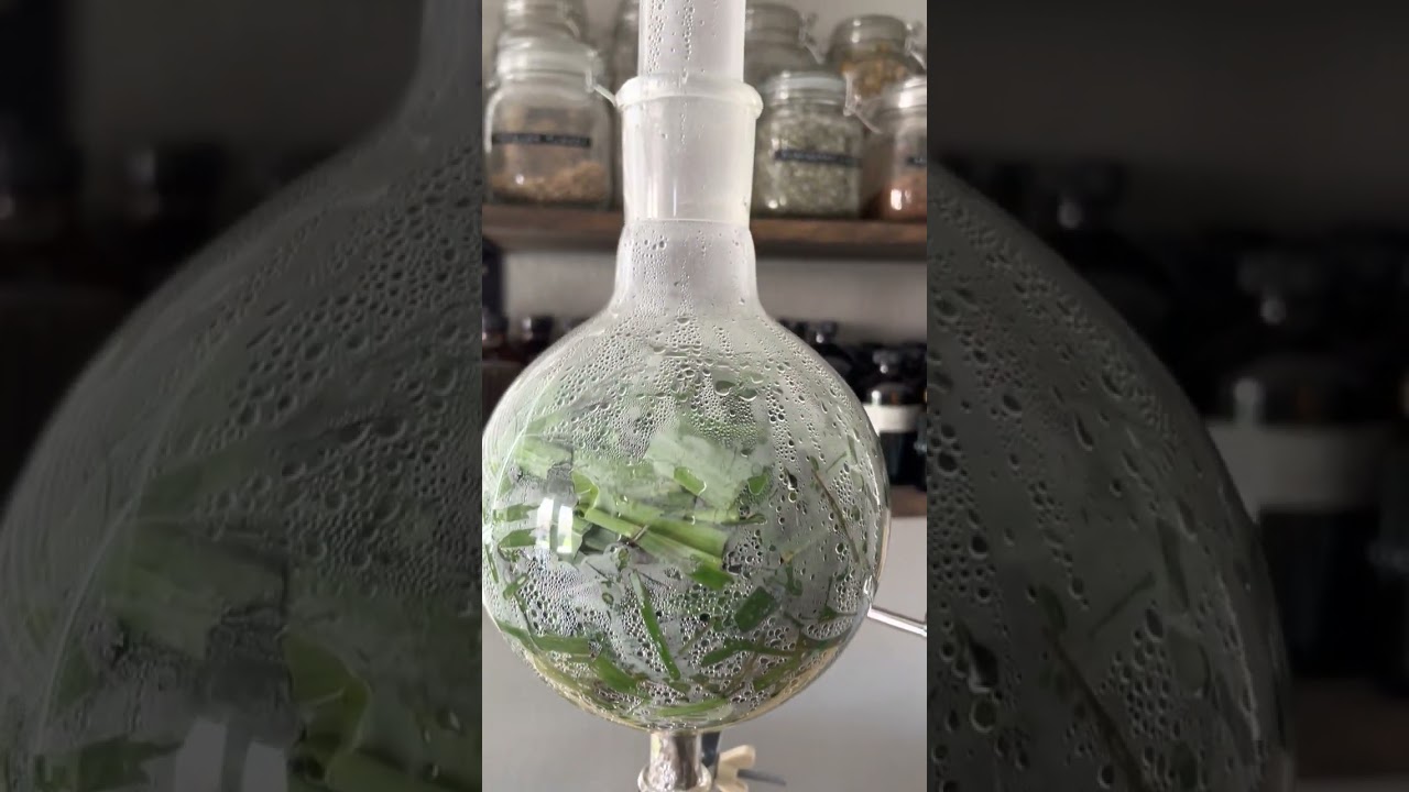 Lemongrass Steam Distillation