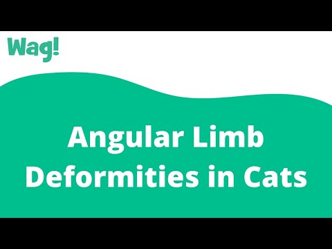 Angular Limb Deformities in Cats | Wag!