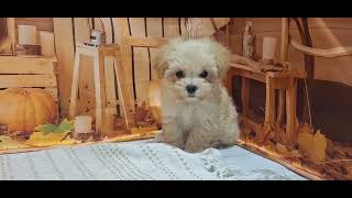 ハーフ犬の動画01