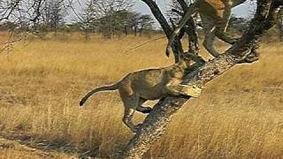 preview picture of video 'Lion stuck in a tree! Call the fire brigade!! Antelope Park Gweru Zimbabwe'